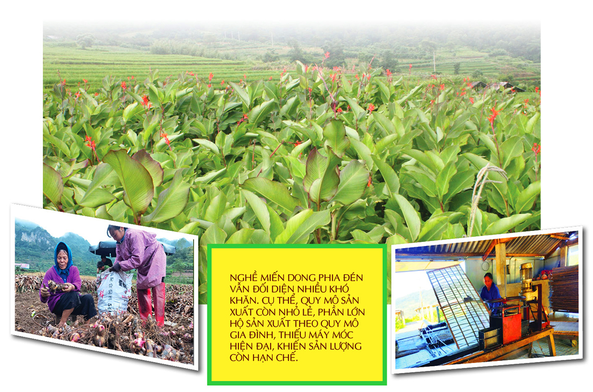 Longform | Miến dong Phia Đén: Tinh hoa núi rừng từ củ dong riềng - 7