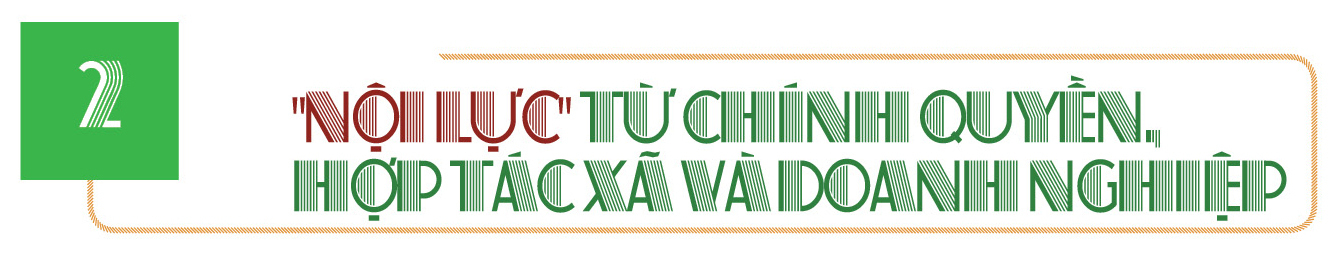 Longform | Cà phê xứ lạnh 'phủ xanh' vùng cao Quảng Ngãi - 4