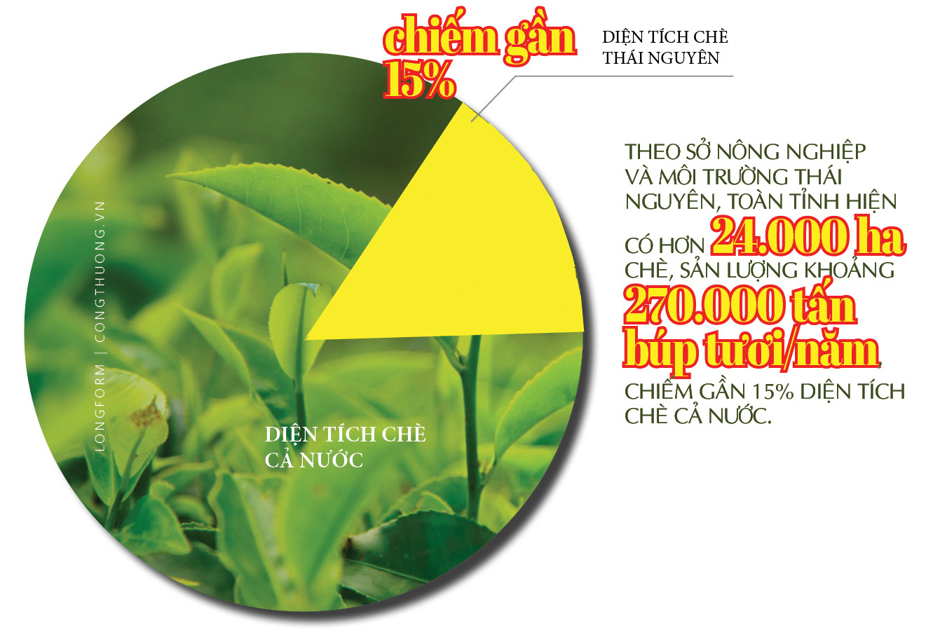 Longform | Từ màu xanh vùng cao đến thương hiệu chè Thái - 2