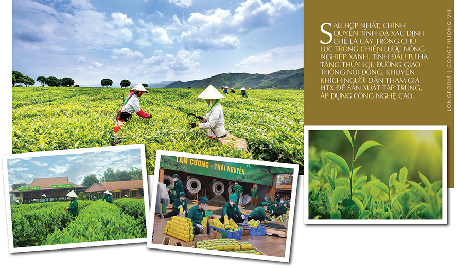 Longform | Từ màu xanh vùng cao đến thương hiệu chè Thái - 5