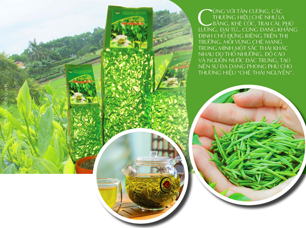Longform | Từ màu xanh vùng cao đến thương hiệu chè Thái - 7