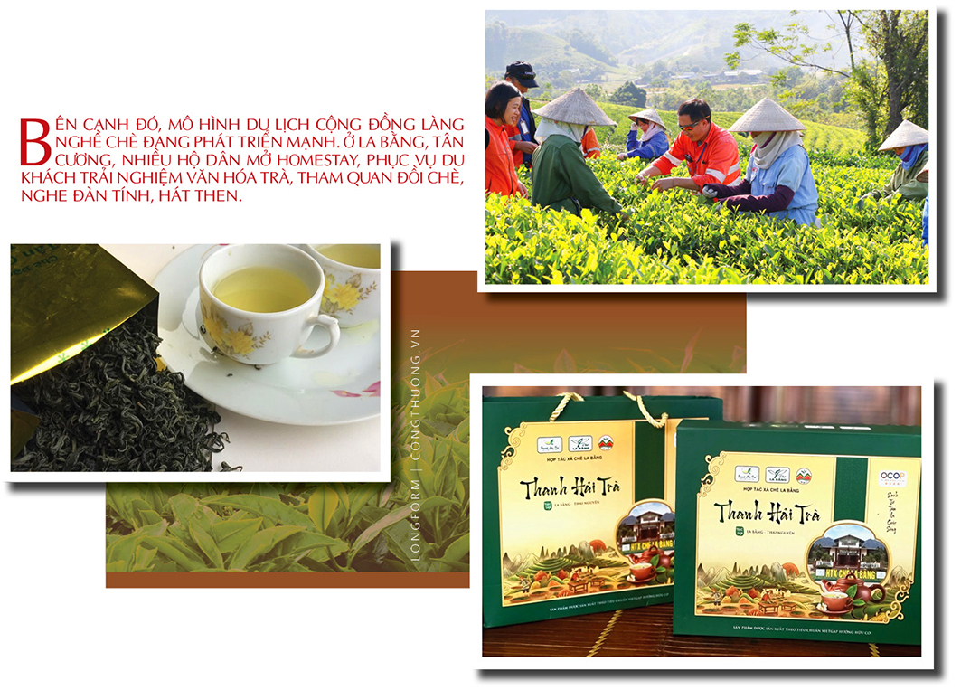 Longform | Từ màu xanh vùng cao đến thương hiệu chè Thái - 8