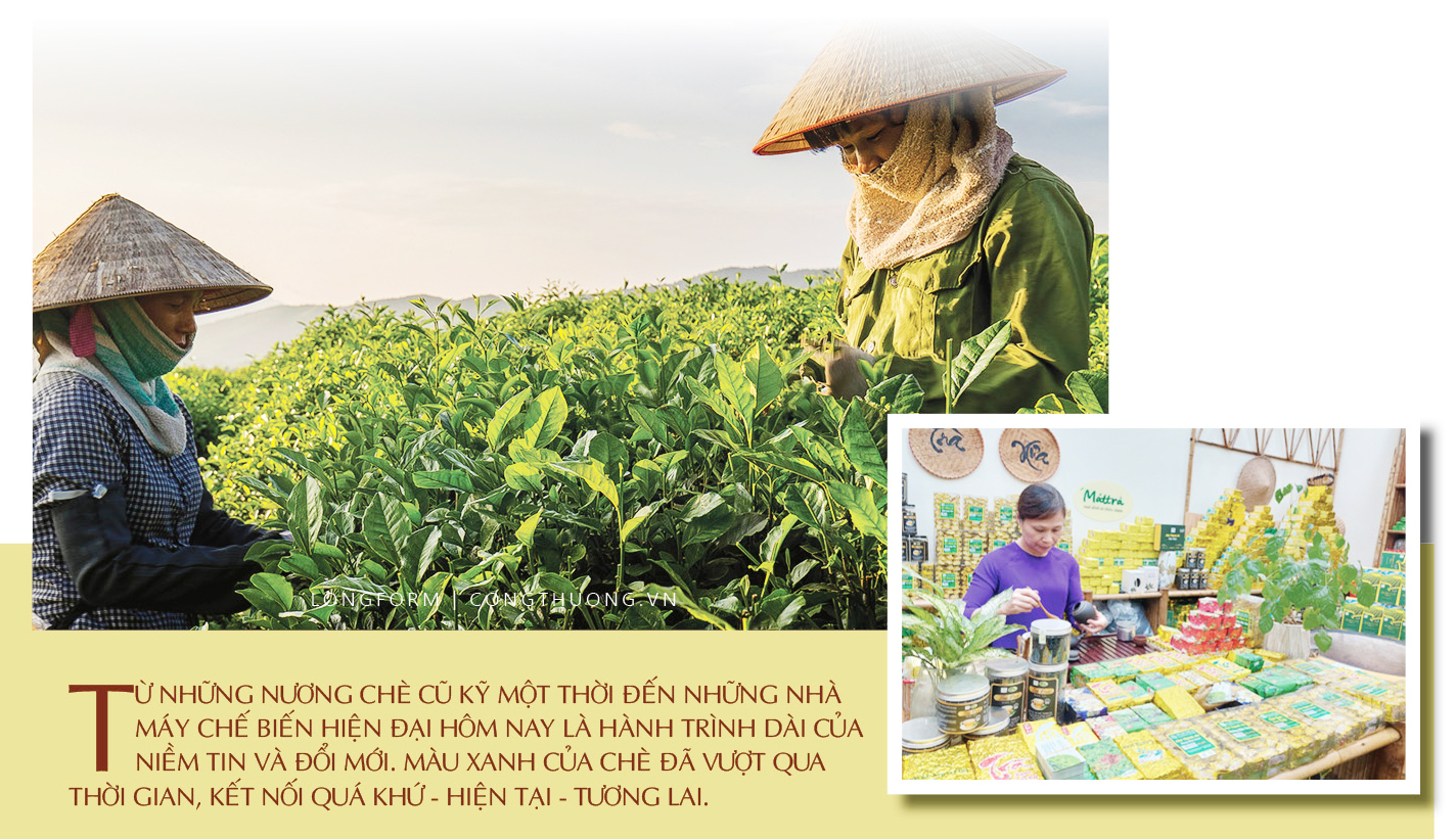 Longform | Từ màu xanh vùng cao đến thương hiệu chè Thái - 9