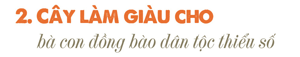 Longform | Từ màu xanh vùng cao đến thương hiệu chè Thái - 4