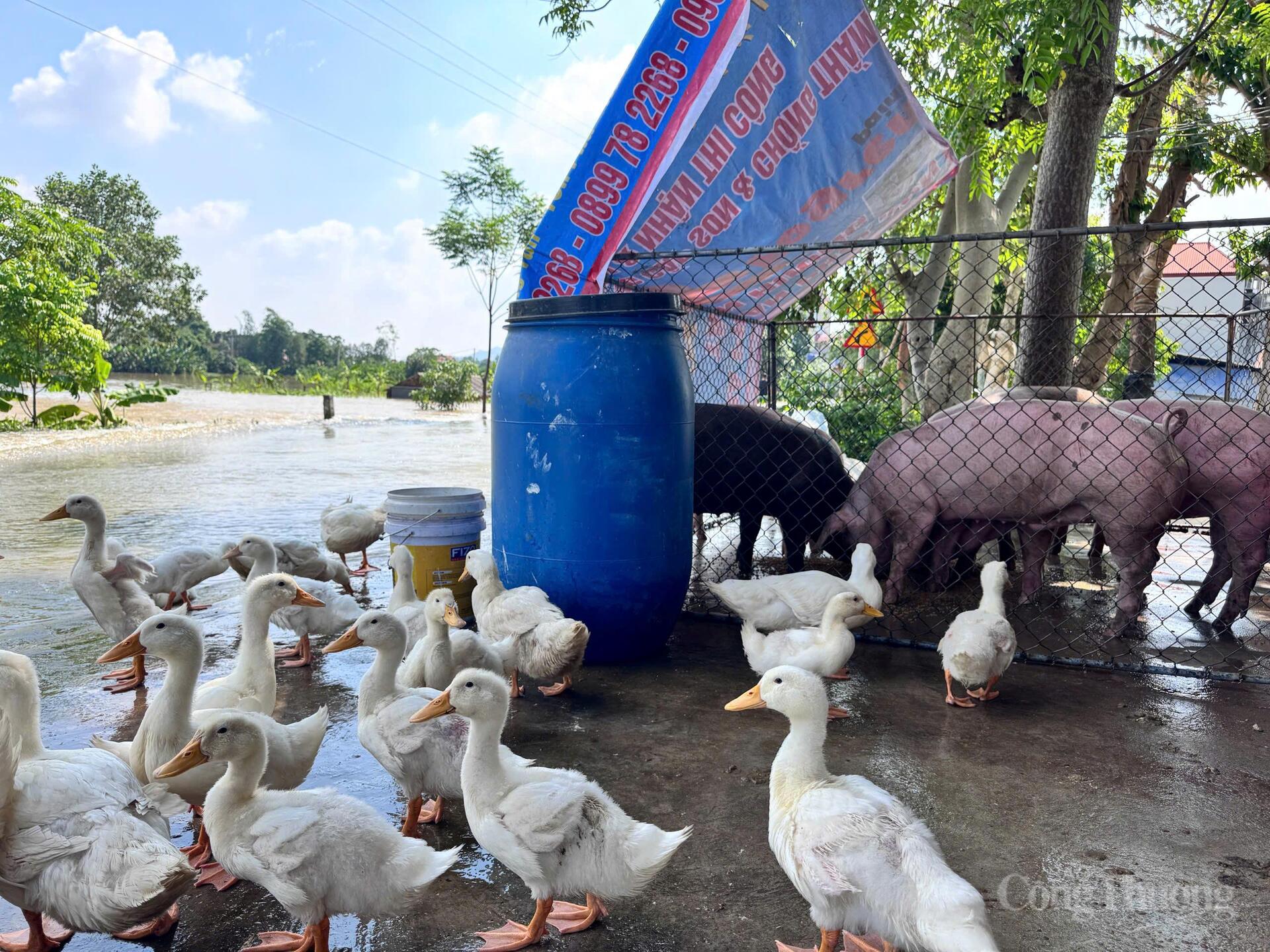 Hà Nội: Trung Giã, Đa Phúc ngập sâu, dân chế thuyền đi lại - 20
