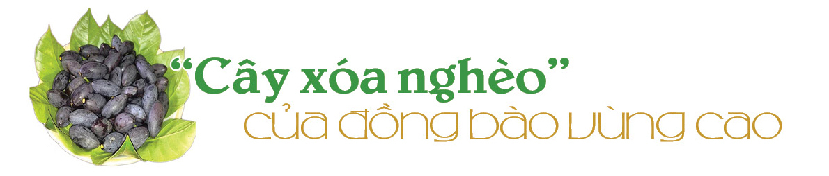 Longform | Cây trám đen Cao Bằng: ‘Lộc rừng’ nuôi sống bao đời dân bản - 3