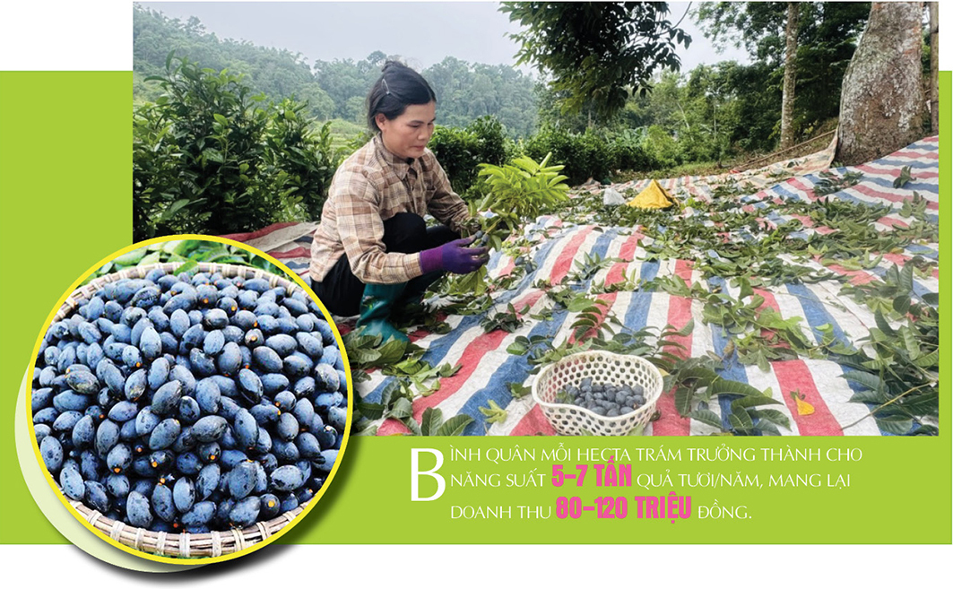Longform | Cây trám đen Cao Bằng: ‘Lộc rừng’ nuôi sống bao đời dân bản - 4