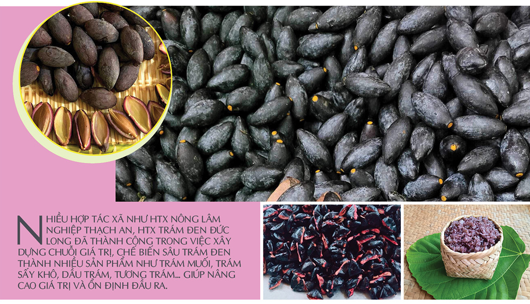 Longform | Cây trám đen Cao Bằng: ‘Lộc rừng’ nuôi sống bao đời dân bản - 5