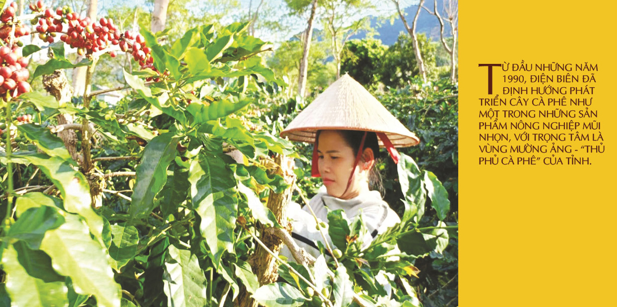 Longform | Cà phê Điện Biên: ‘Hạt ngọc nâu’ giữa đại ngàn - 2