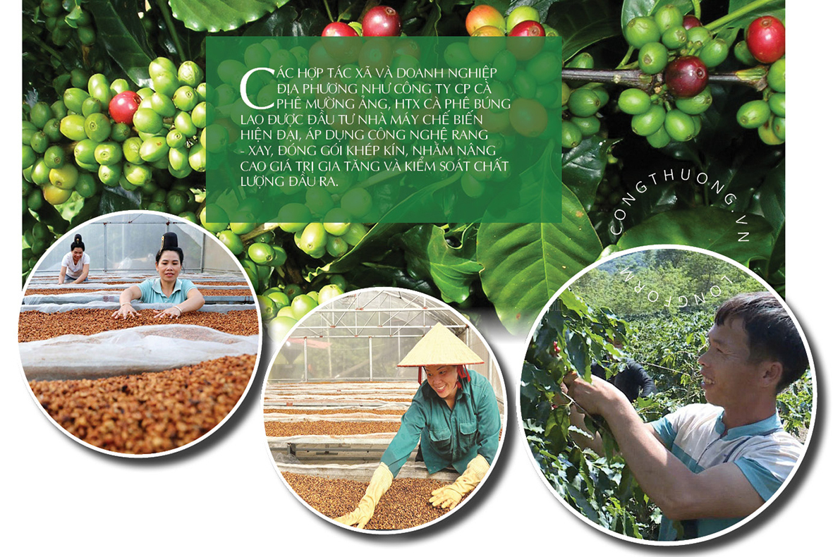 Longform | Cà phê Điện Biên: ‘Hạt ngọc nâu’ giữa đại ngàn - 9