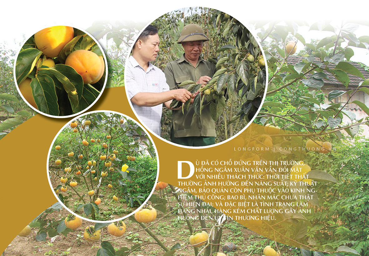 Longform | Hồng ngâm Xuân Vân: Tinh hoa đất Tuyên Quang - 6