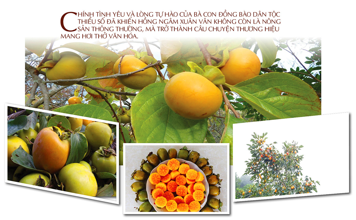 Longform | Hồng ngâm Xuân Vân: Tinh hoa đất Tuyên Quang - 8