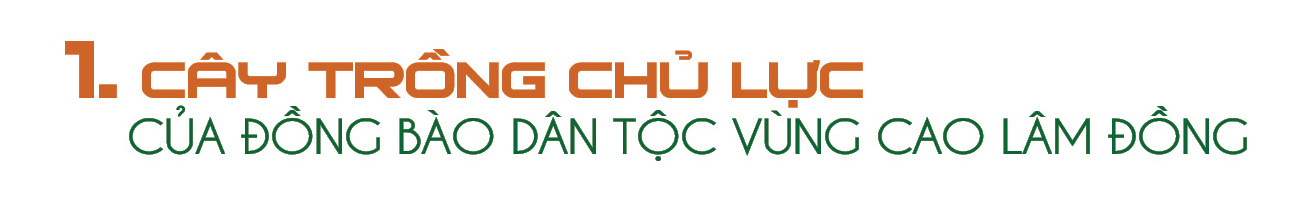 Longform | Cà phê Lâm Đồng: Từ cây chủ lực đến thương hiệu quốc gia - 1