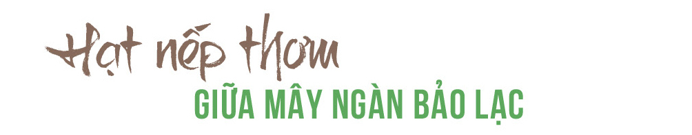 Longform | Nếp hương Bảo Lạc: 'Hạt vàng' miền núi Cao Bằng - 1