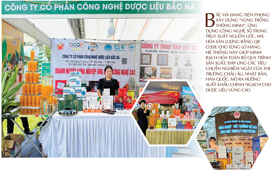 Longform | Dược liệu Bắc Hà: Khát vọng từ núi rừng vươn ra thế giới - 5