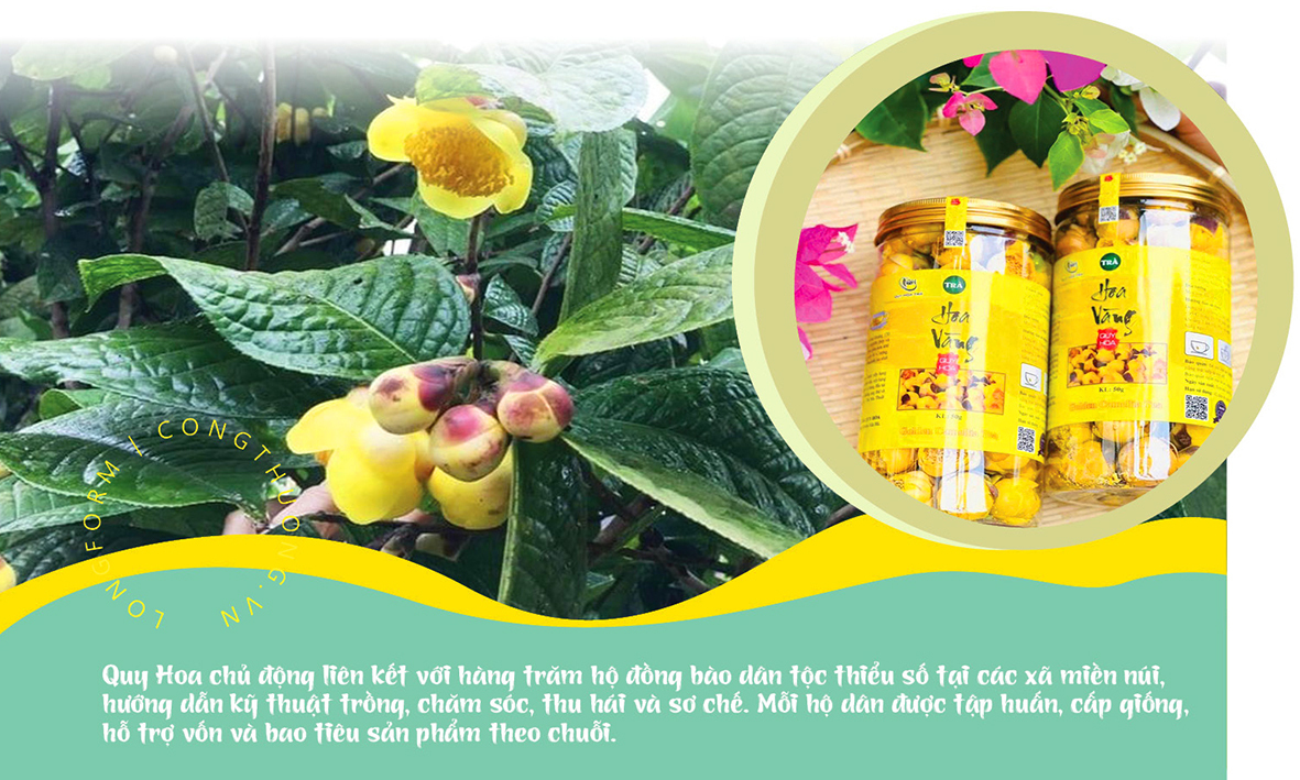 Longform | Trà hoa vàng Quy Hoa: Khát vọng vươn tầm thế giới - 3