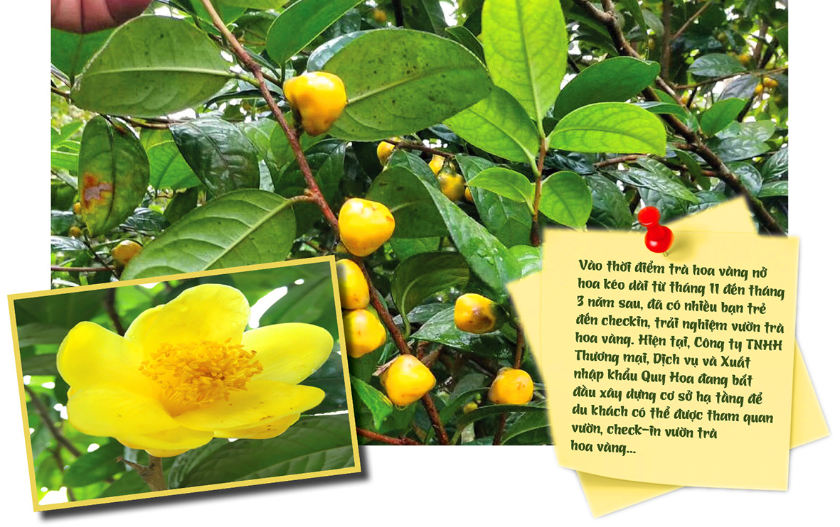 Longform | Trà hoa vàng Quy Hoa: Khát vọng vươn tầm thế giới - 9