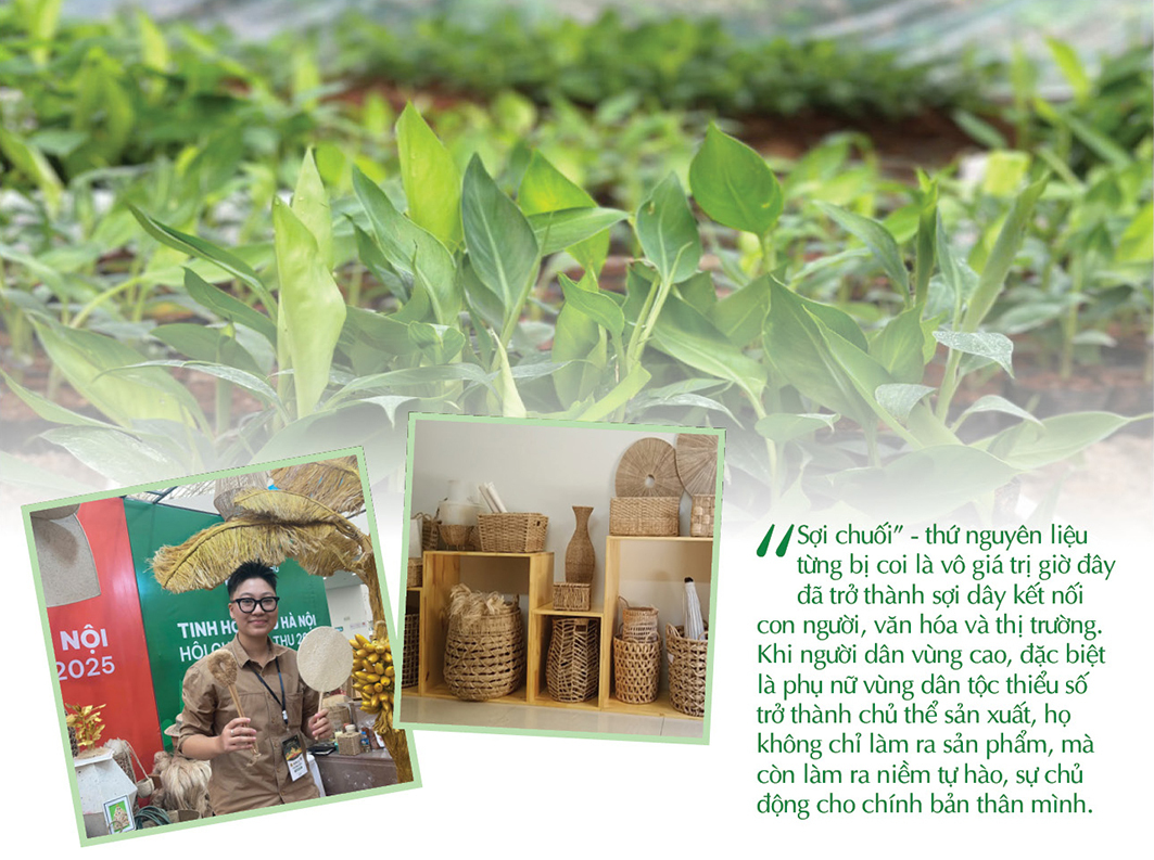 Longform | Xây dựng chuỗi liên kế, mở đường cho sợi chuối vùng cao - 8