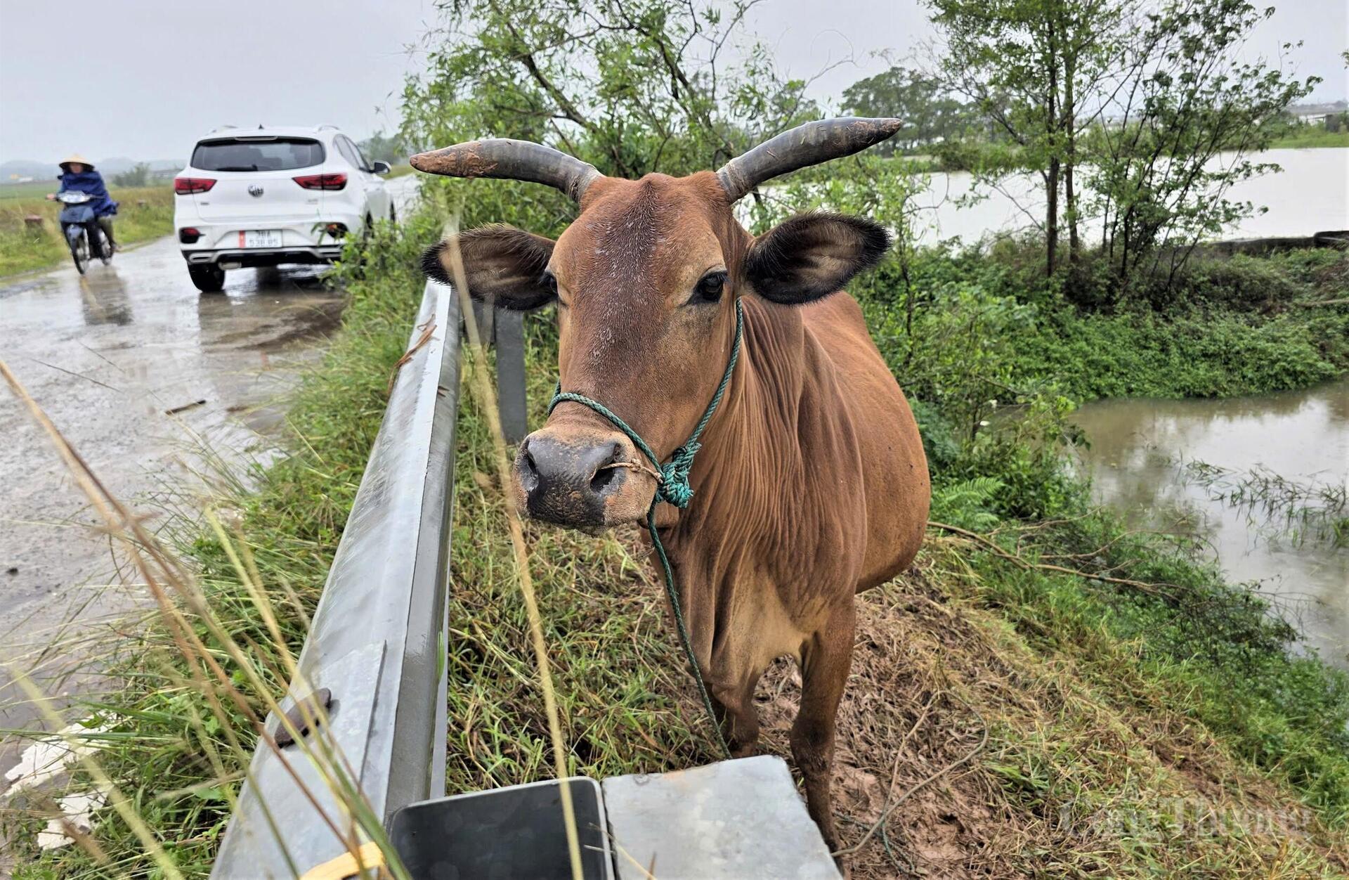 Người dân Hà Tĩnh hối hả đưa ‘xế hộp’ lên đê chạy lụt - 4