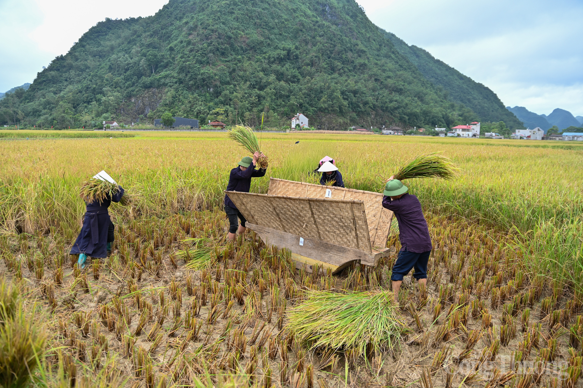 Nhắc đến Bắc Sơn, không thể không nhắc đến những cách đồng lúa vàng óng. Những ngày mùa, bà con xuống đồng đã đi vào thơ ca hay những bức hình vang danh thế giới.