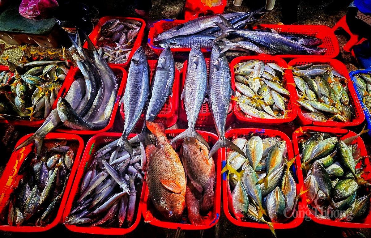 Nhộn nhịp chợ cá lớn nhất Hà Tĩnh sau những ngày mưa lũ - 4