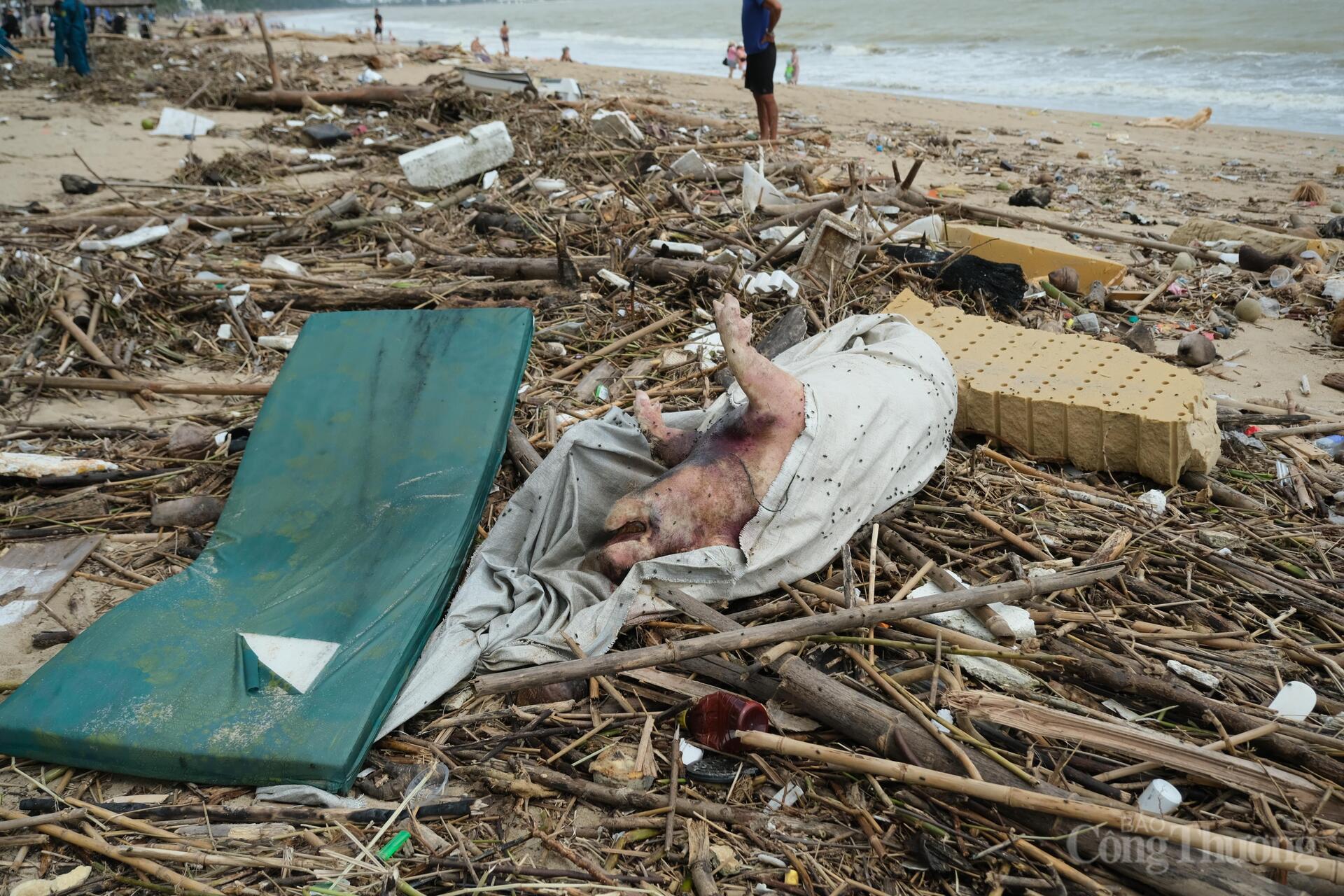 Xác động vật trôi dạt vào bờ biển Nha Trang. Ảnh: Lê Sơn