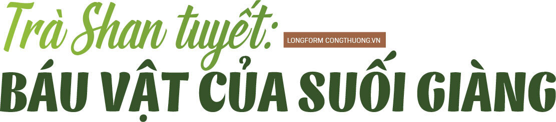 Longform | Hành trình về miền trà Shan Tuyết cổ thụ - 7