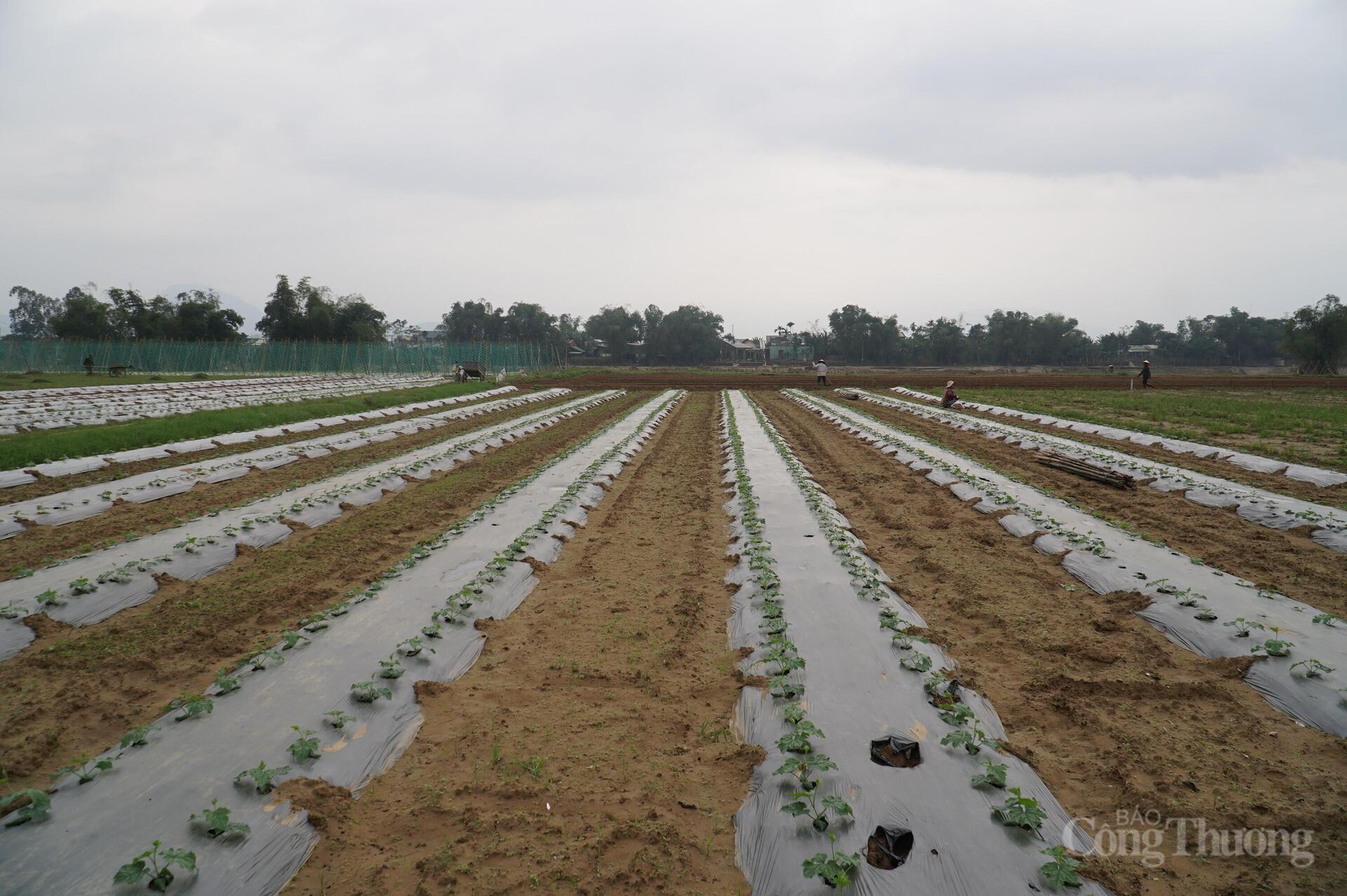 Đà Nẵng: Xanh lại những vườn rau sau lũ - 4