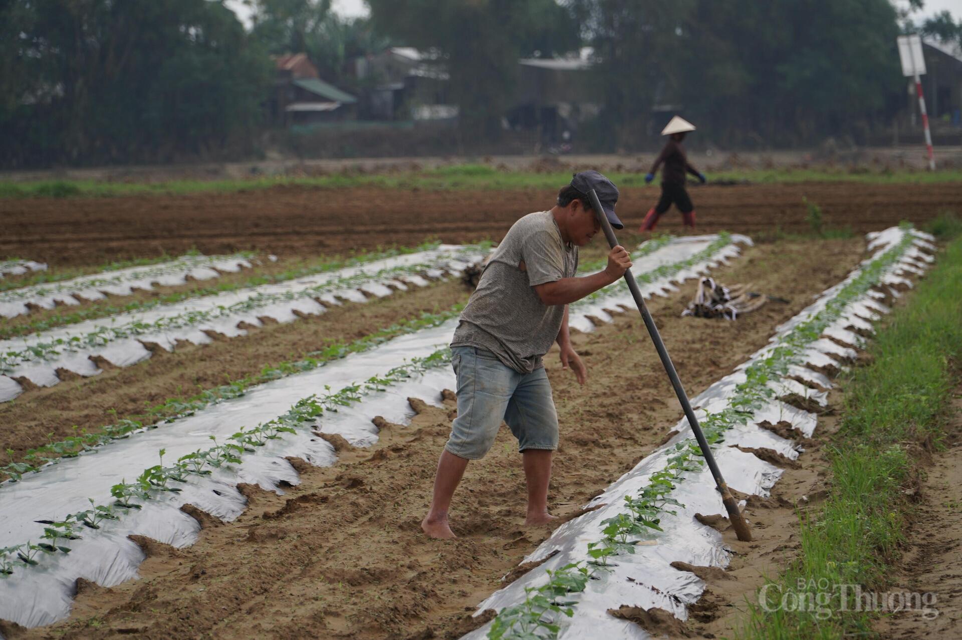Đà Nẵng: Xanh lại những vườn rau sau lũ - 3