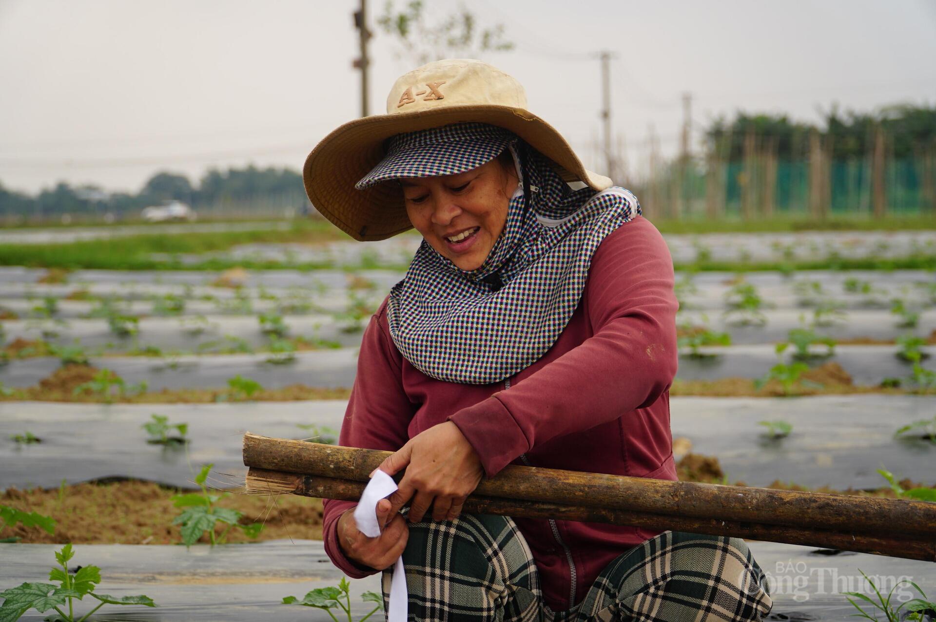 Đà Nẵng: Xanh lại những vườn rau sau lũ - 5