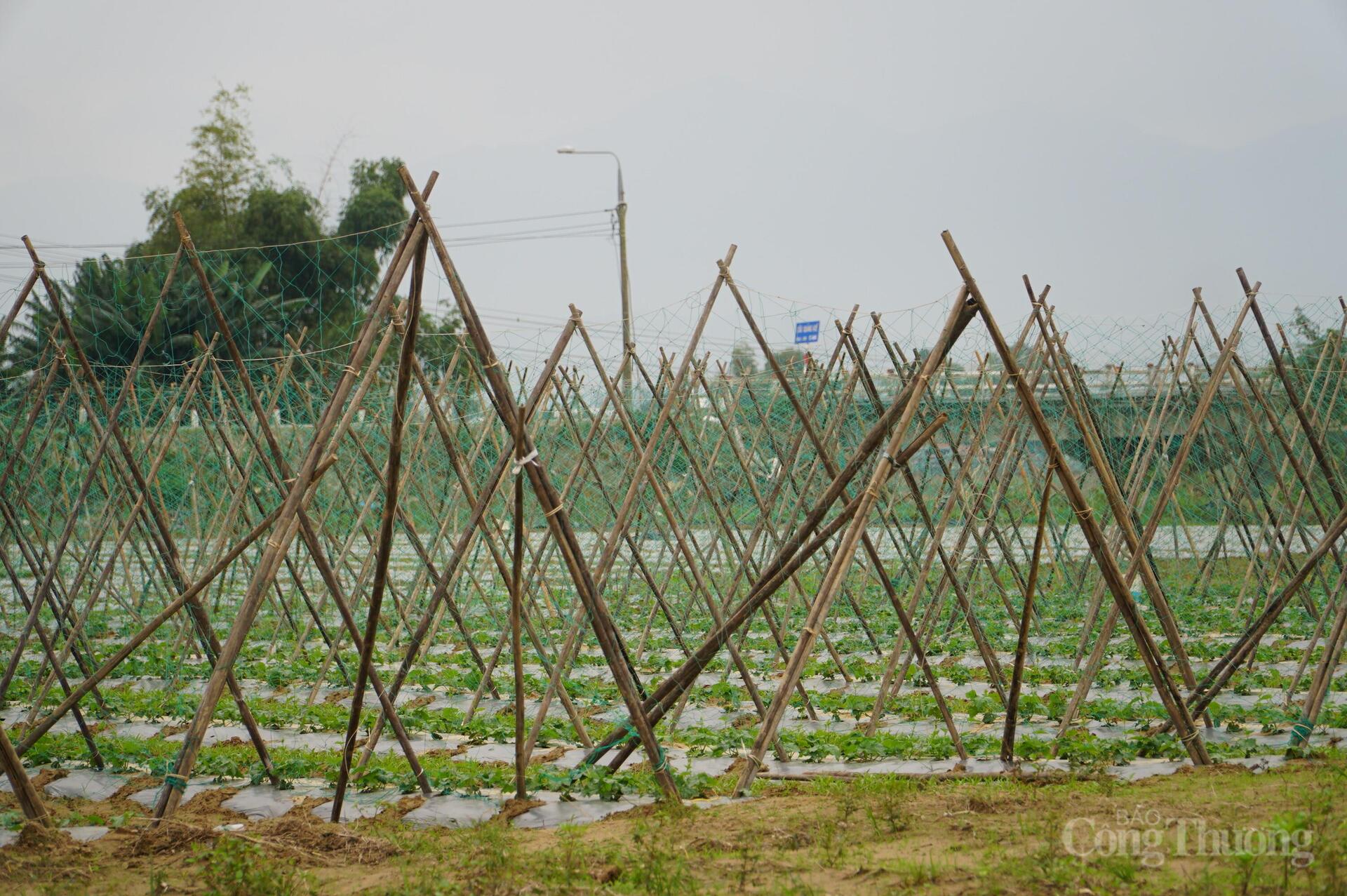 Đà Nẵng: Xanh lại những vườn rau sau lũ - 12