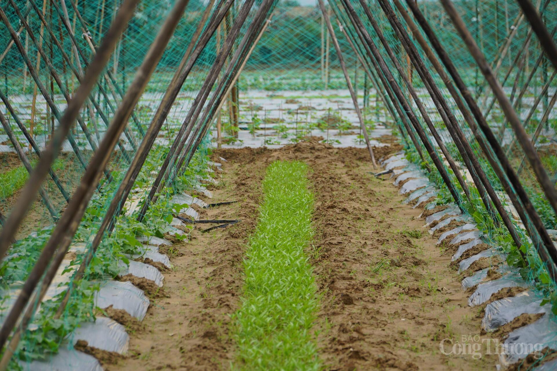 Đà Nẵng: Xanh lại những vườn rau sau lũ - 11