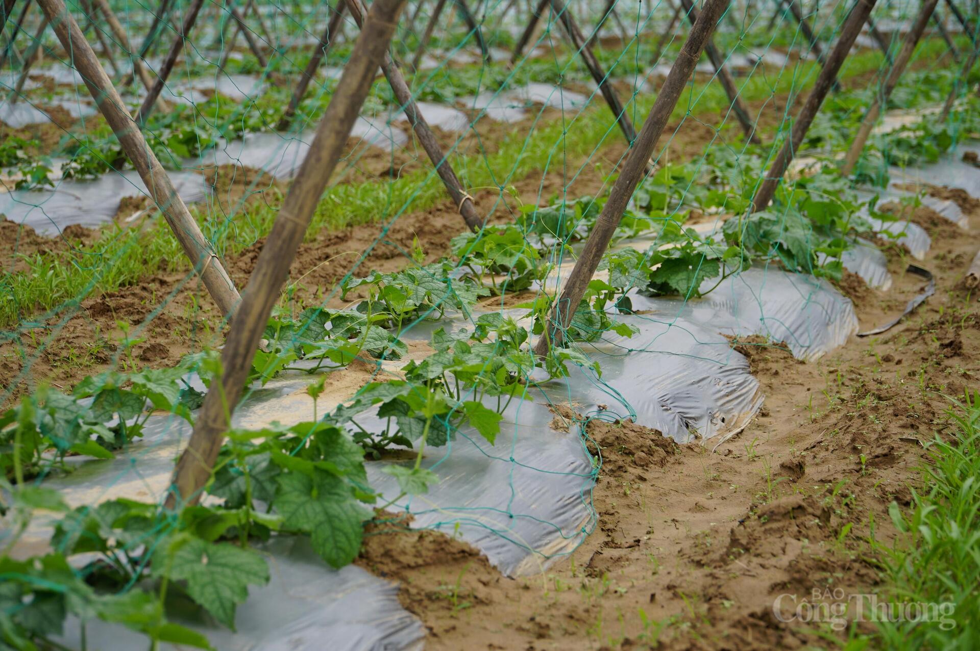 Đà Nẵng: Xanh lại những vườn rau sau lũ - 13