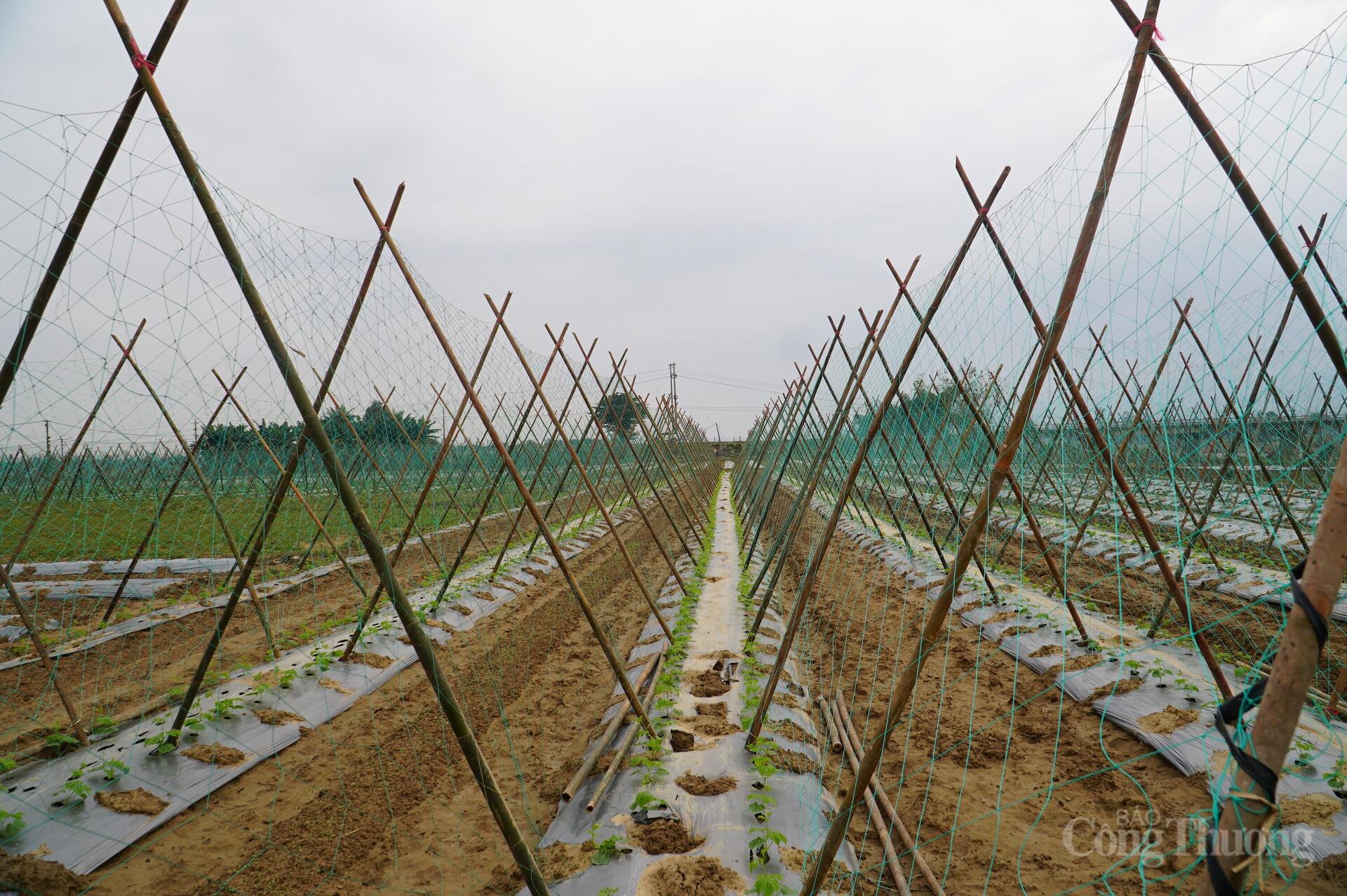 Đà Nẵng: Xanh lại những vườn rau sau lũ - 18