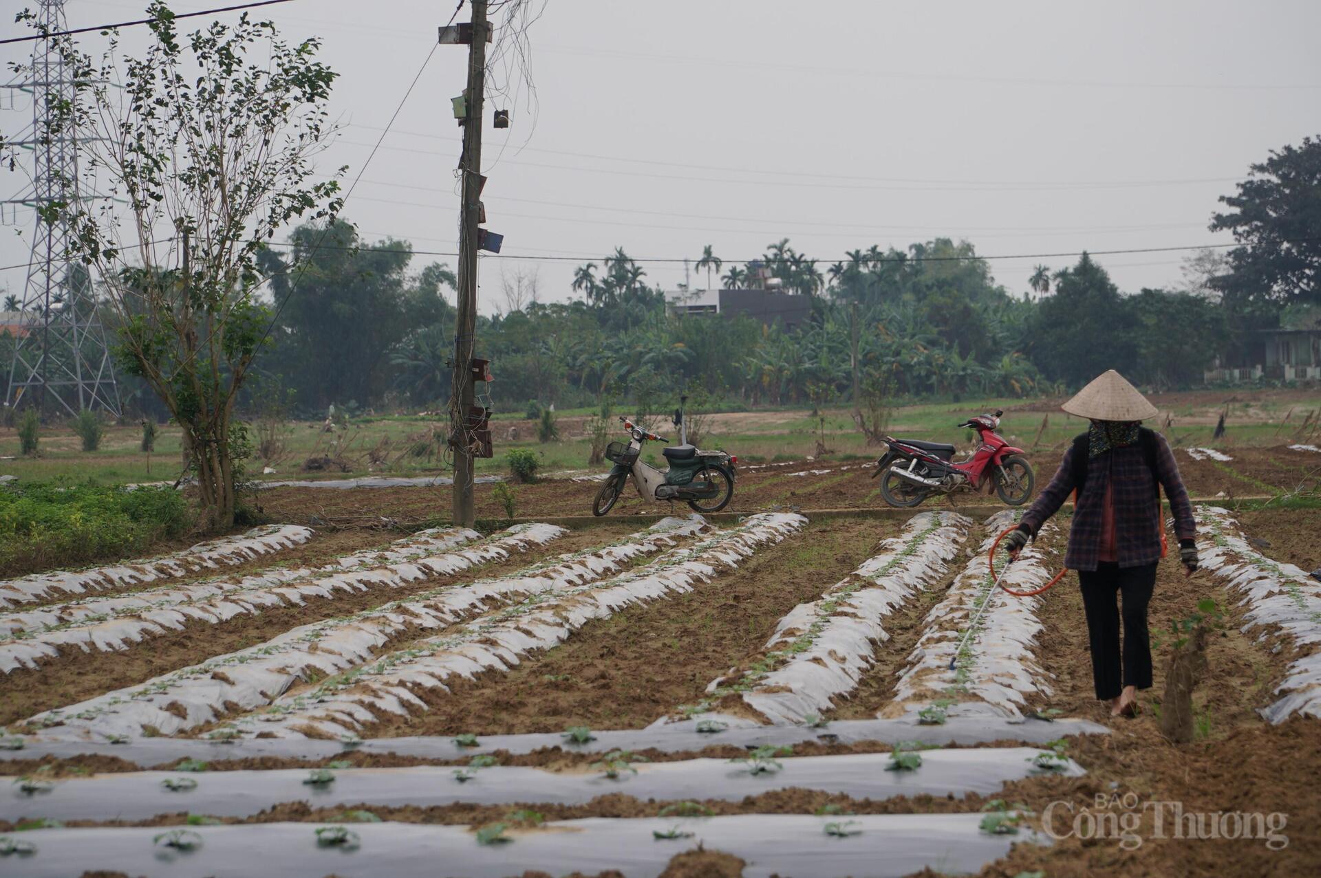 Đà Nẵng: Xanh lại những vườn rau sau lũ - 9