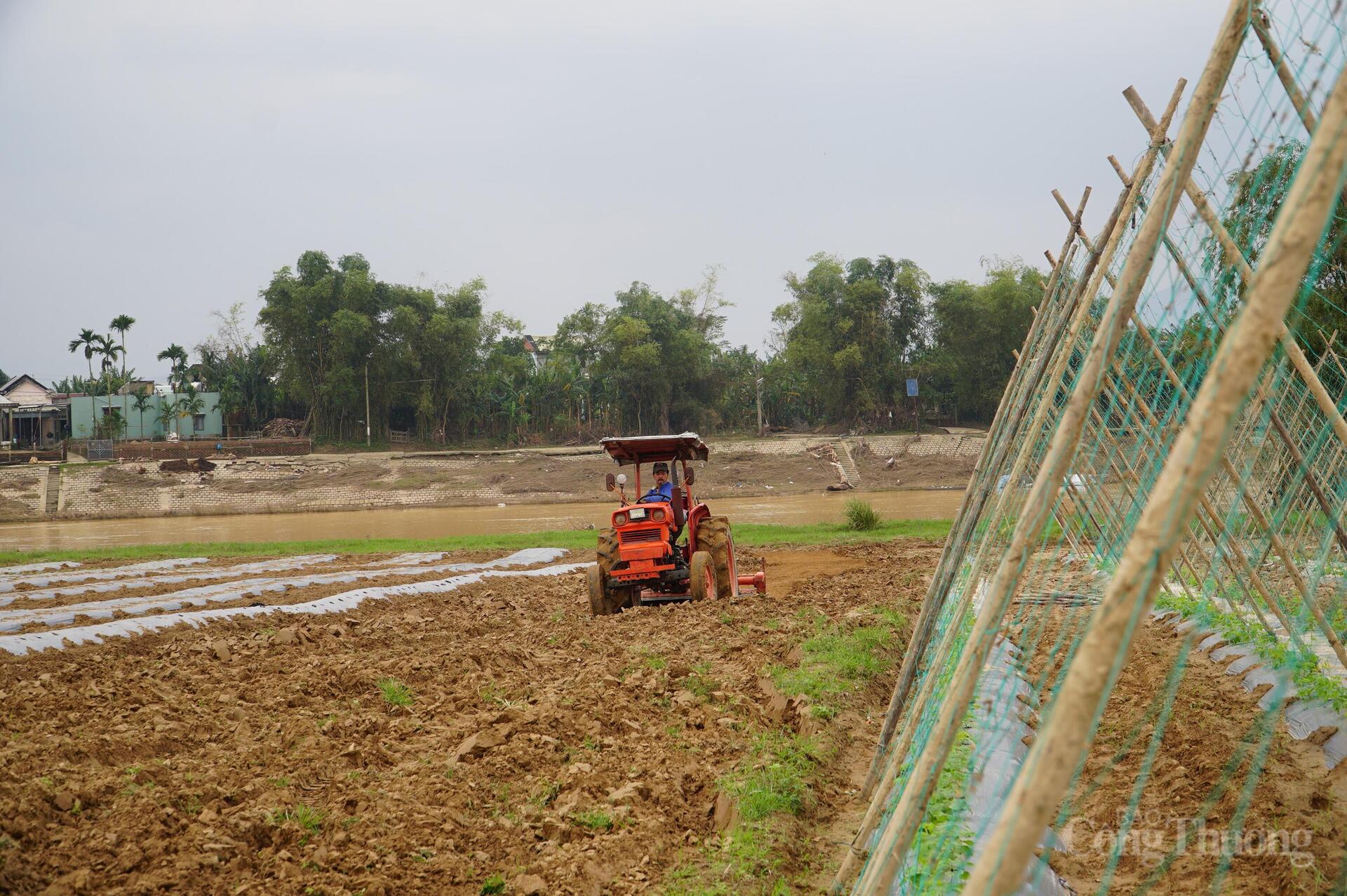 Đà Nẵng: Xanh lại những vườn rau sau lũ - 10