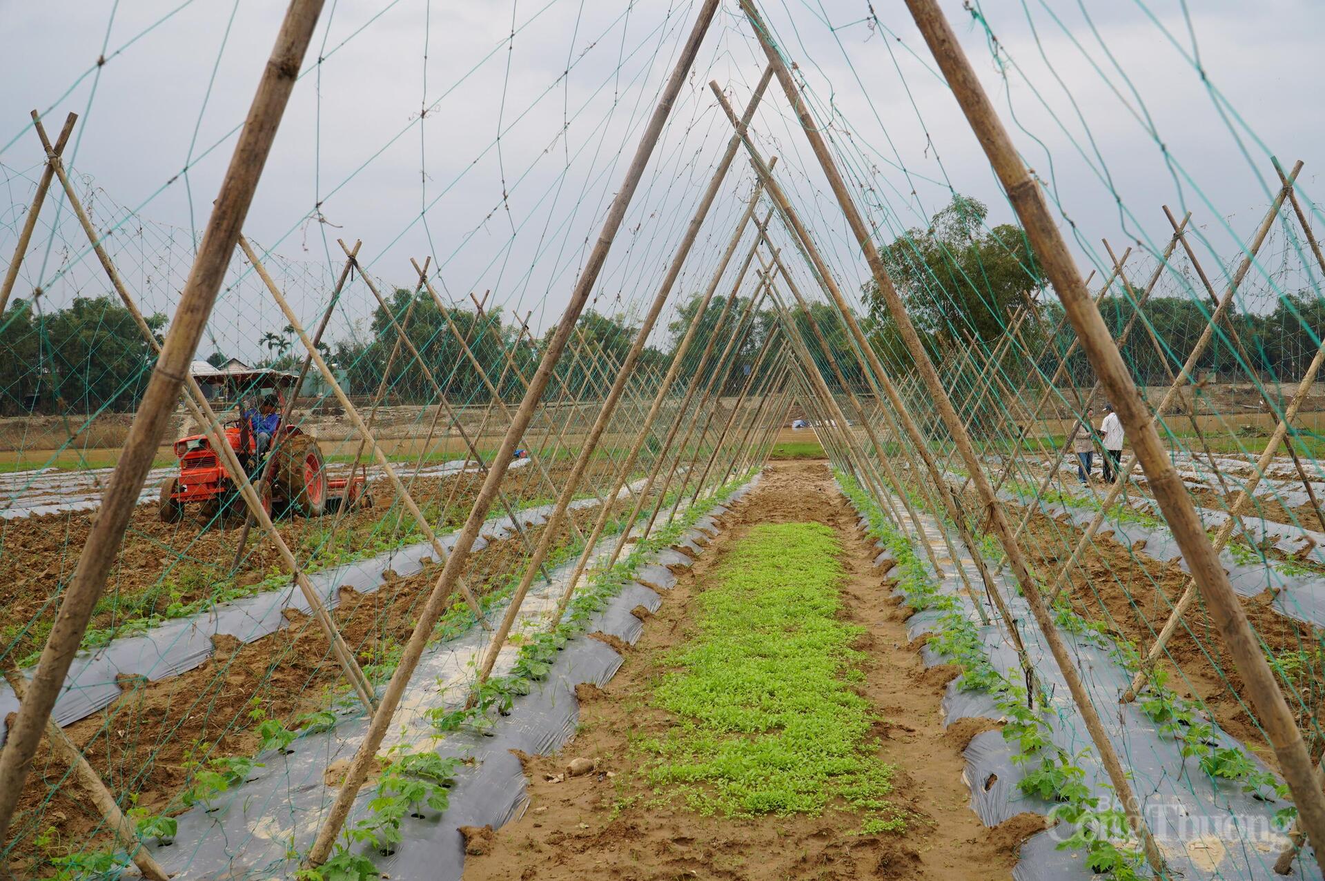 Đà Nẵng: Xanh lại những vườn rau sau lũ - 8