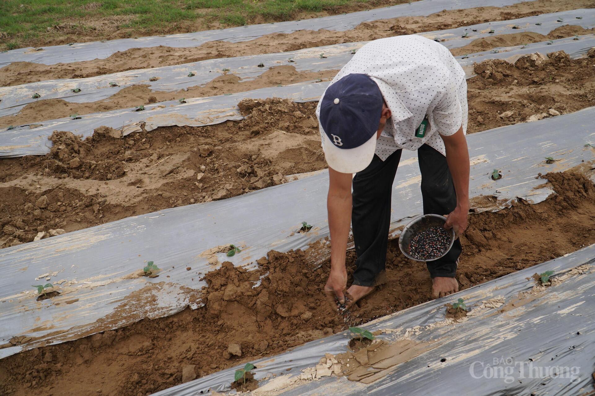 Đà Nẵng: Xanh lại những vườn rau sau lũ - 7