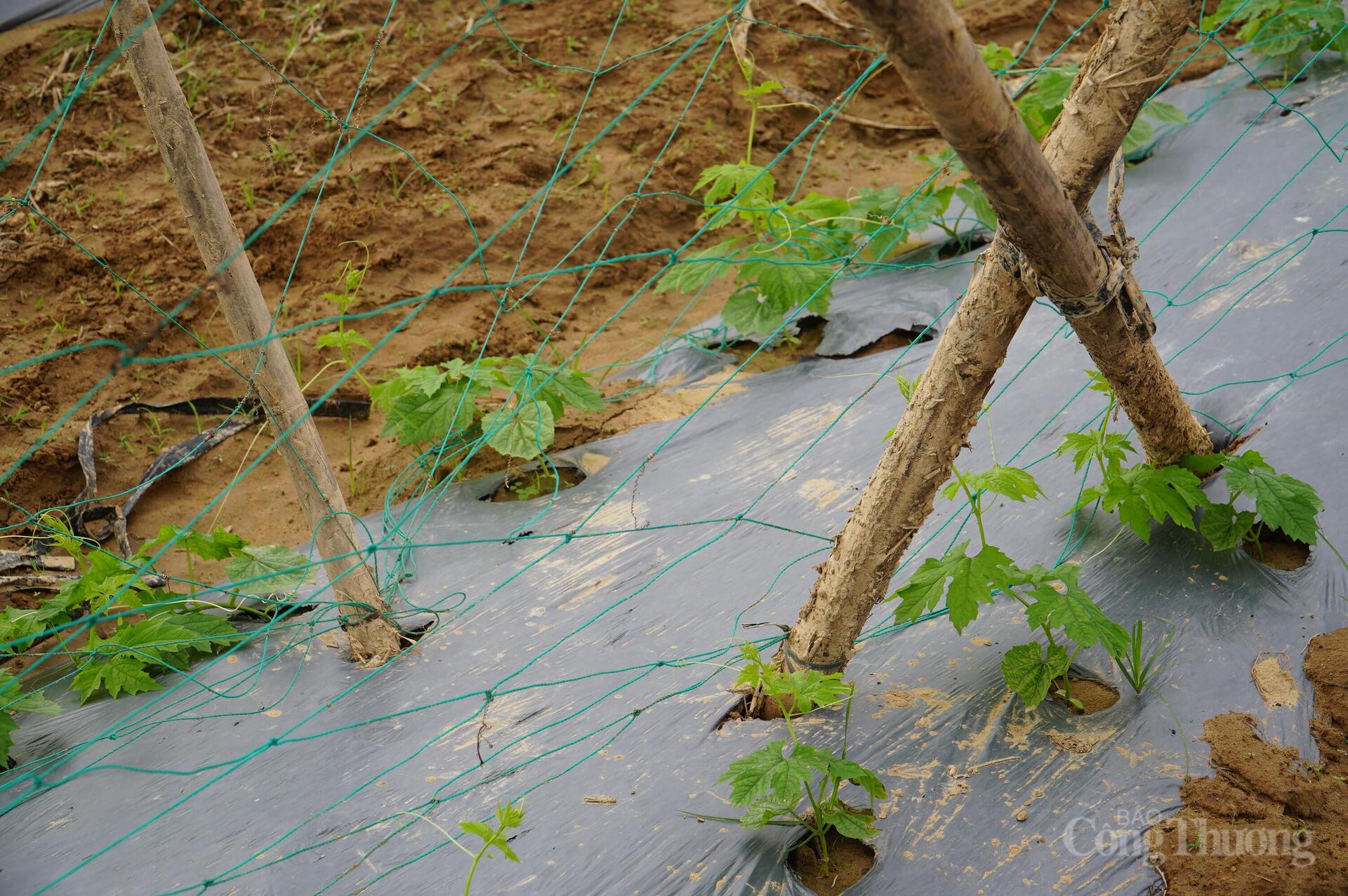 Đà Nẵng: Xanh lại những vườn rau sau lũ - 14