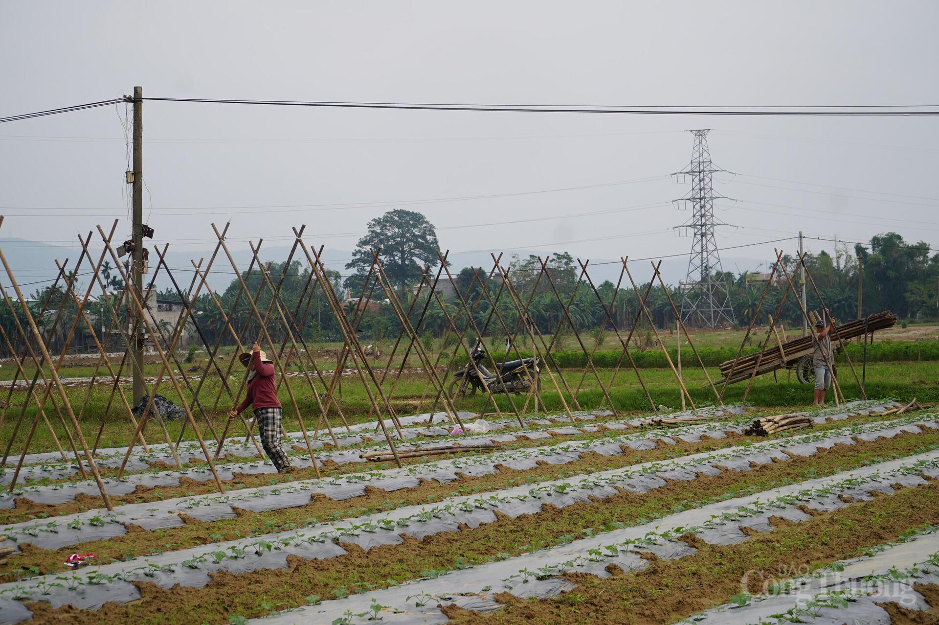 Đà Nẵng: Xanh lại những vườn rau sau lũ - 6