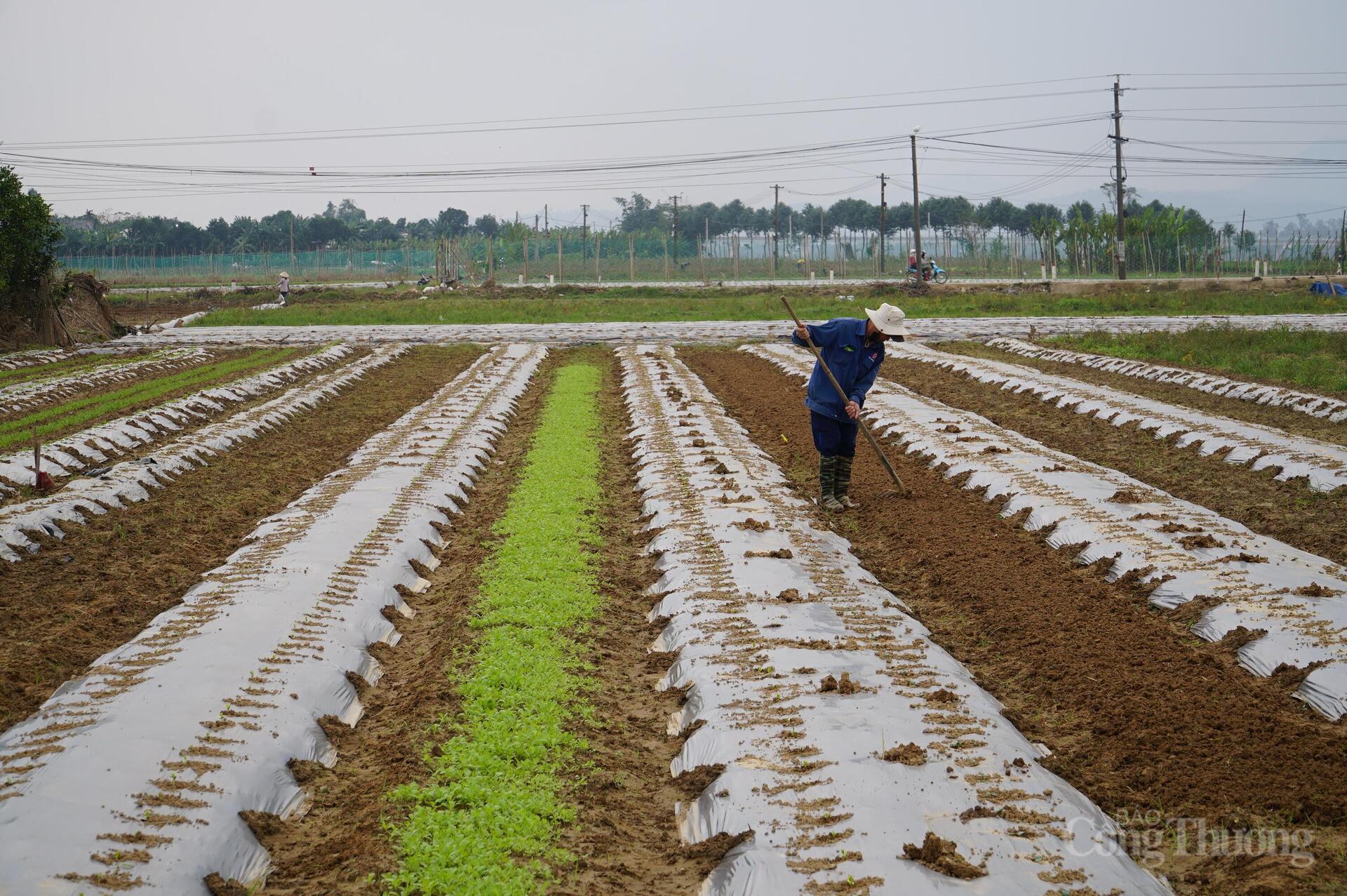 Đà Nẵng: Xanh lại những vườn rau sau lũ - 2