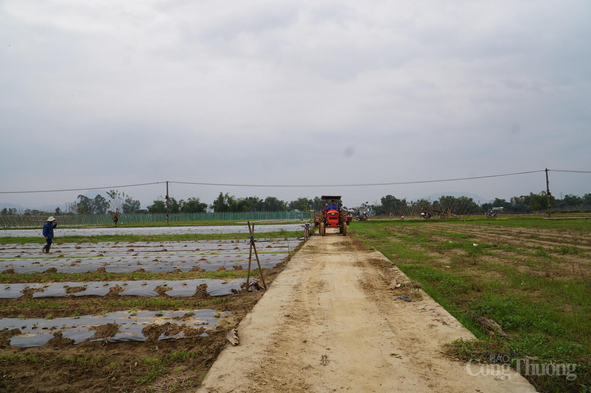 Đà Nẵng: Xanh lại những vườn rau sau lũ - 15