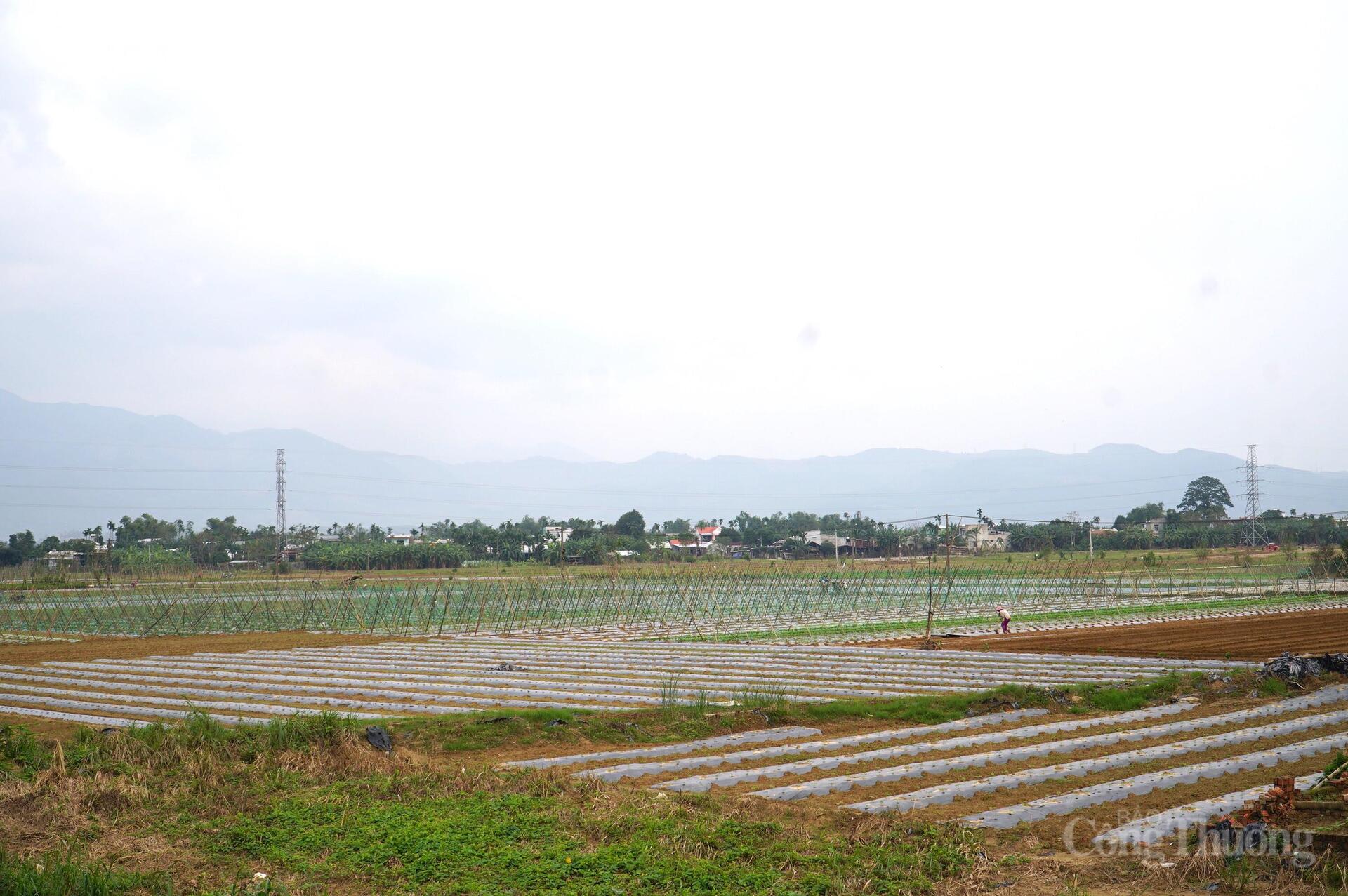 Đà Nẵng: Xanh lại những vườn rau sau lũ - 1