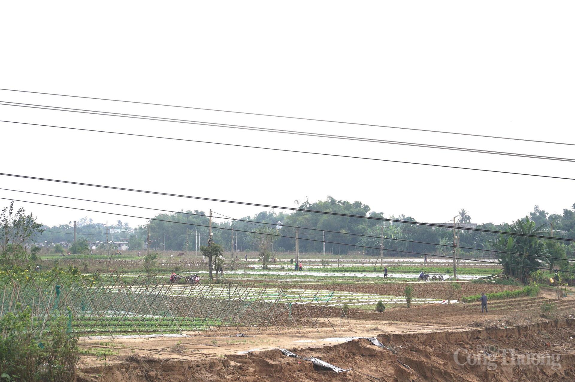 Đà Nẵng: Xanh lại những vườn rau sau lũ - 16