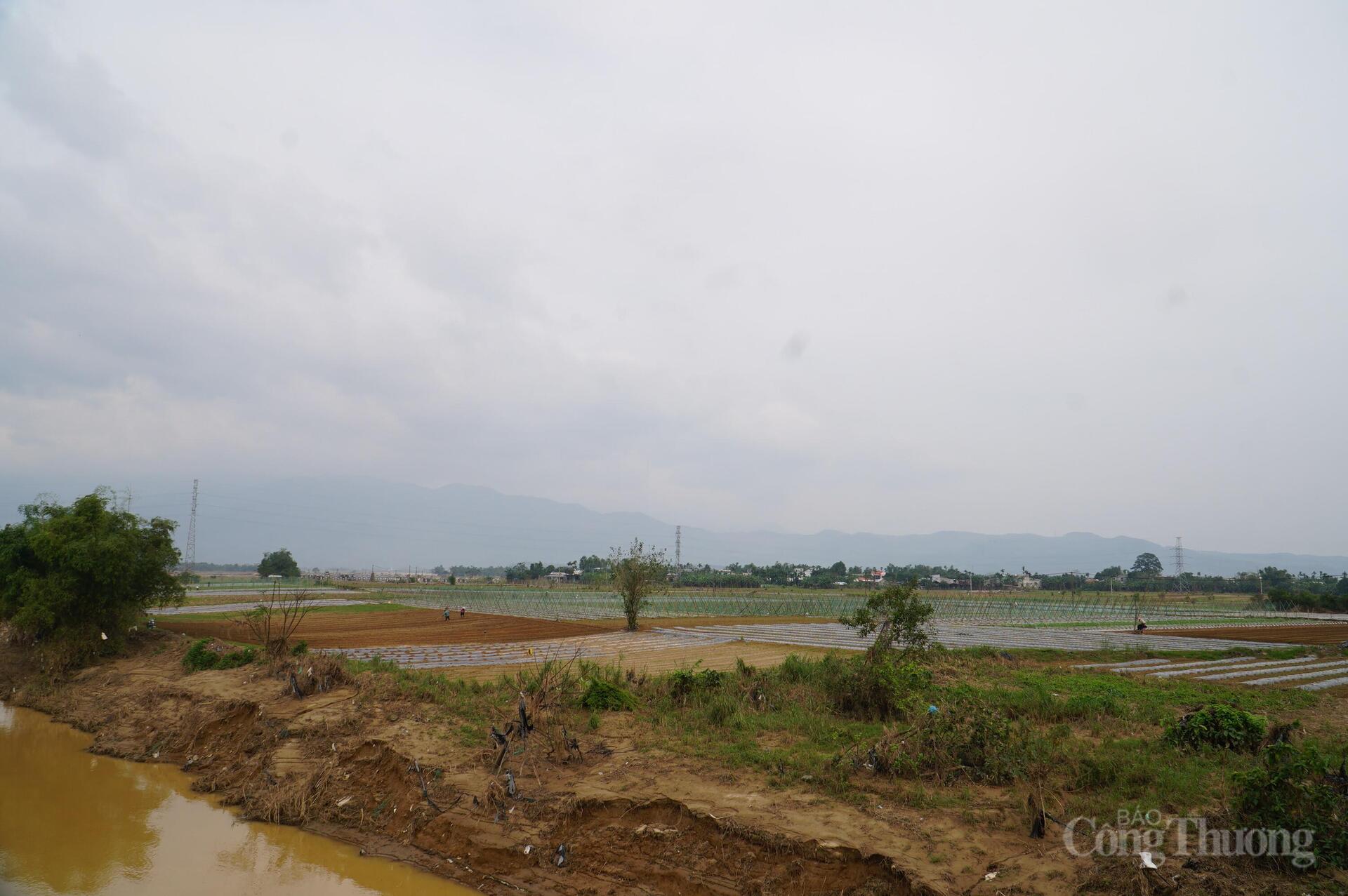 Đà Nẵng: Xanh lại những vườn rau sau lũ - 17