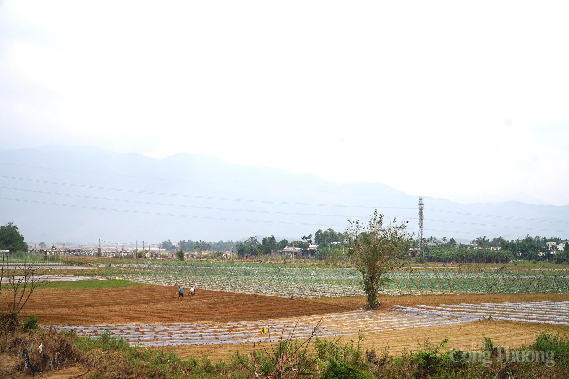 Đà Nẵng: Xanh lại những vườn rau sau lũ - 19