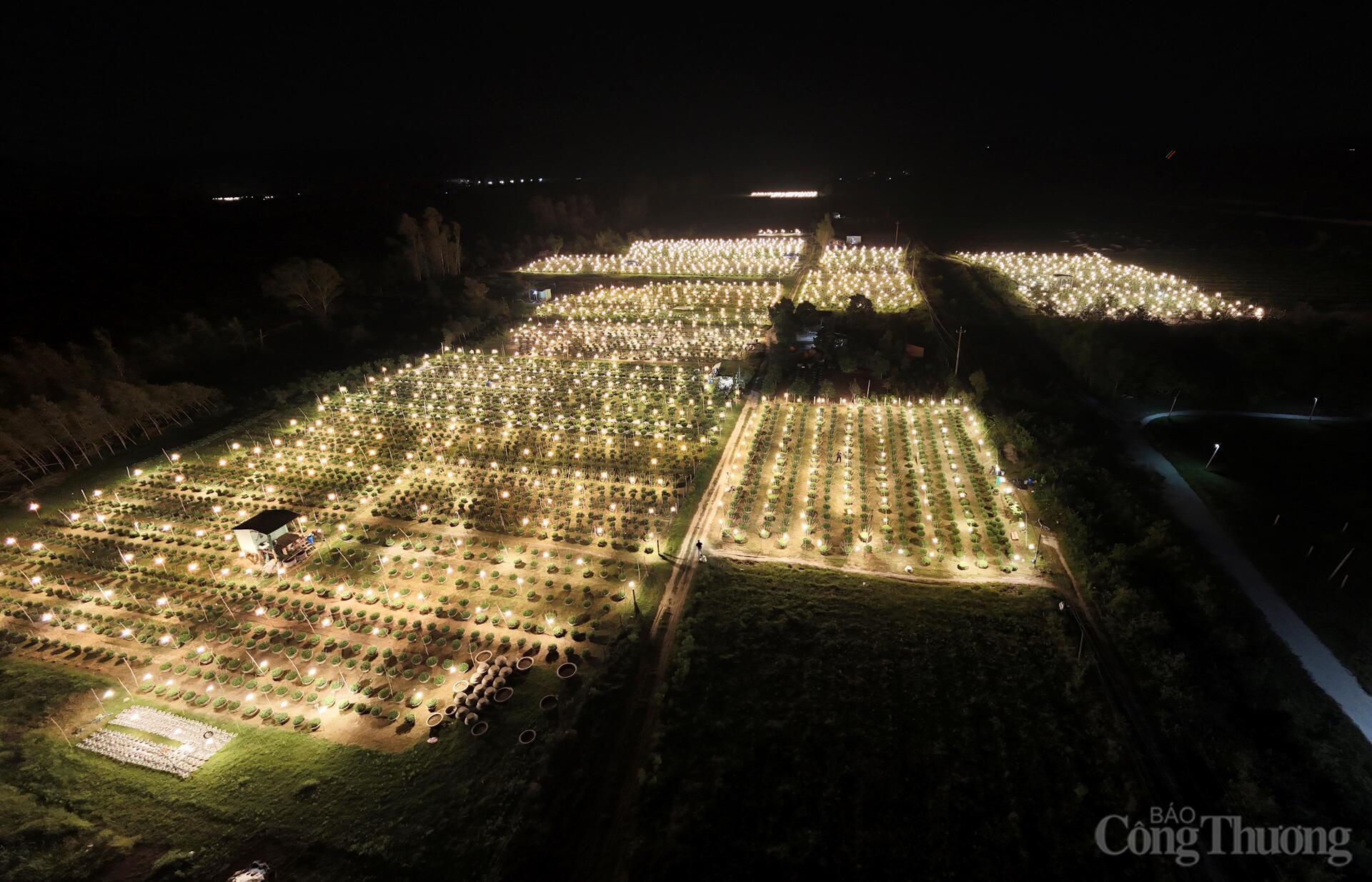 Nhà vườn Gia Lai xuyên đêm chong đèn thức cùng hoa Tết - 2