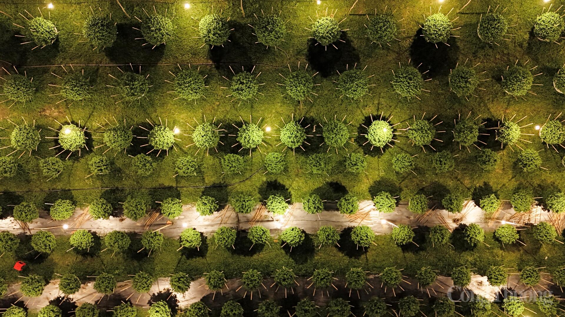 Nhà vườn Gia Lai xuyên đêm chong đèn thức cùng hoa Tết - 7