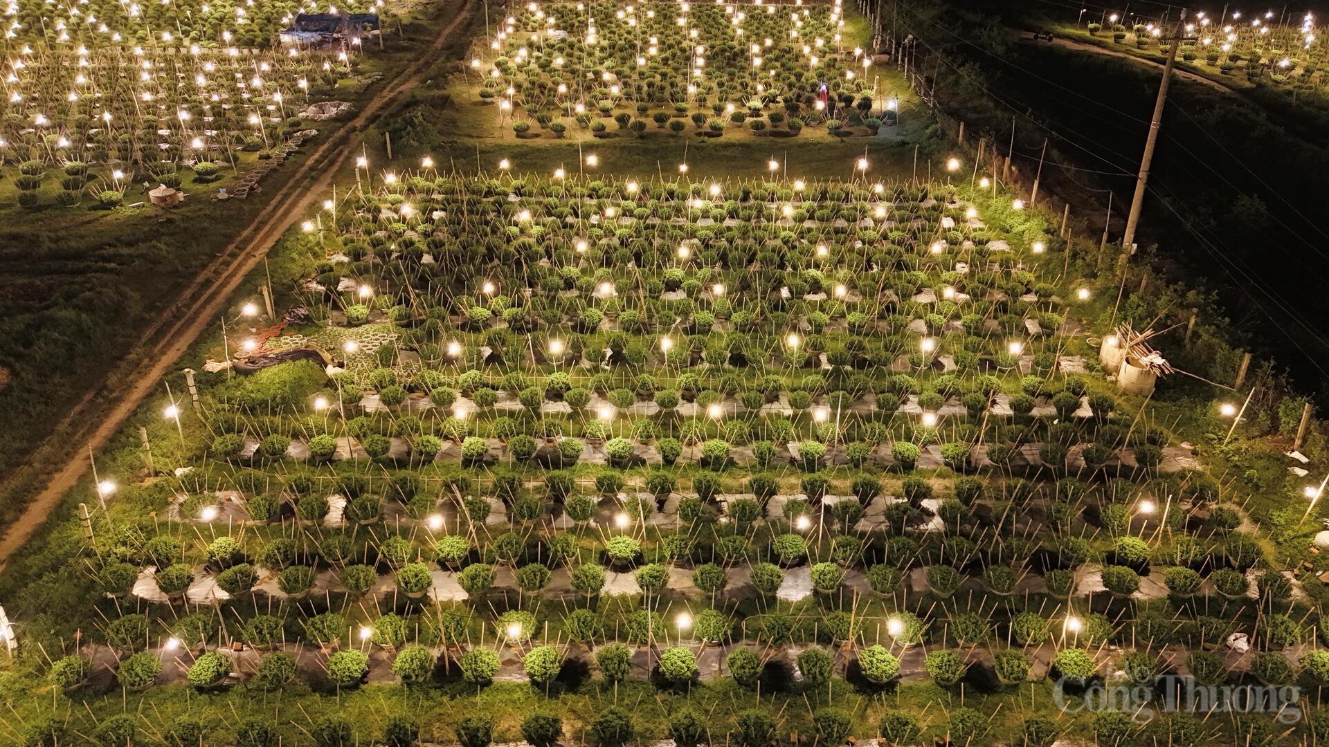 Nhà vườn Gia Lai xuyên đêm chong đèn thức cùng hoa Tết - 4