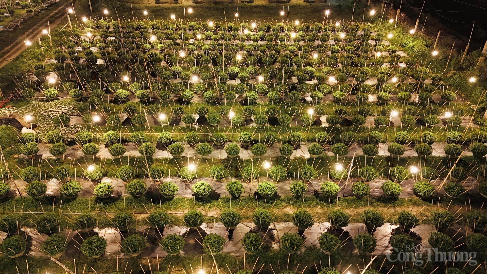 Nhà vườn Gia Lai xuyên đêm chong đèn thức cùng hoa Tết - 6